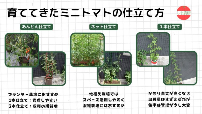 しま農研で試したミニトマトの仕立て方法を比較した観察記録画像