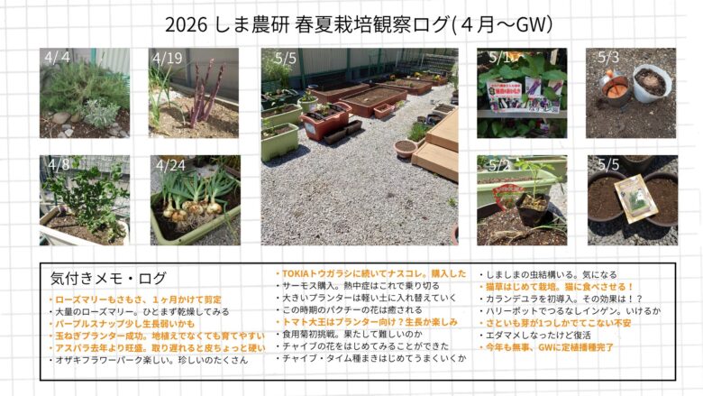 2026年春夏の家庭菜園観察ログ(4月〜GW)。日付ごとの写真と、その時の気づきをまとめた記録