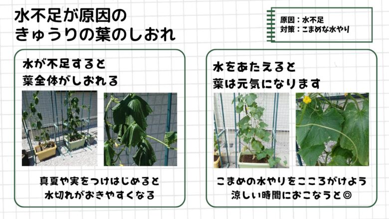 水不足によってしおれたきゅうりの葉と、水やり後に回復した様子を比較した図解。左側は葉全体がぐったりと垂れ下がった状態、右側は水やり後に葉が元気を取り戻した状態を紹介している。真夏や実をつけ始めた時期は水切れしやすく、涼しい時間帯のこまめな水やりが大切。