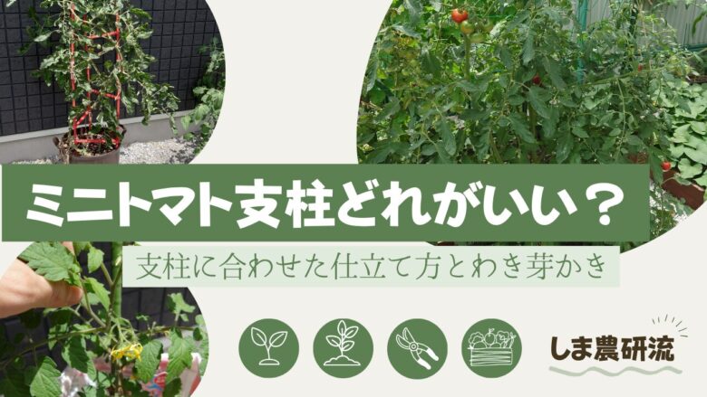 ミニトマト栽培の支柱と仕立て方を比較した記事のアイキャッチ画像。あんどん支柱でコンパクトに育てたミニトマト、多本仕立てで枝を広げた地植え栽培、わき芽かき作業の写真を組み合わせ、「ミニトマト支柱どれがいい？ 支柱に合わせた仕立て方とわき芽かき」というタイトルを配置している
