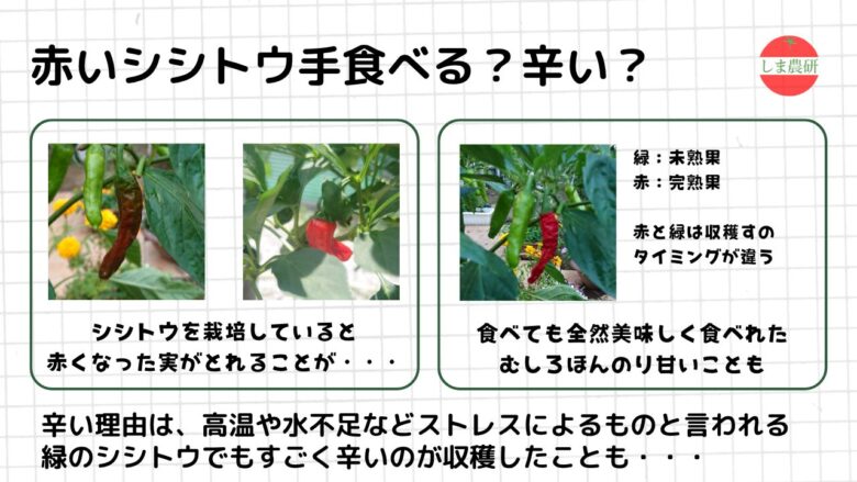 赤く完熟したシシトウの見た目や味の違い、辛味の変化について観察した記録画像