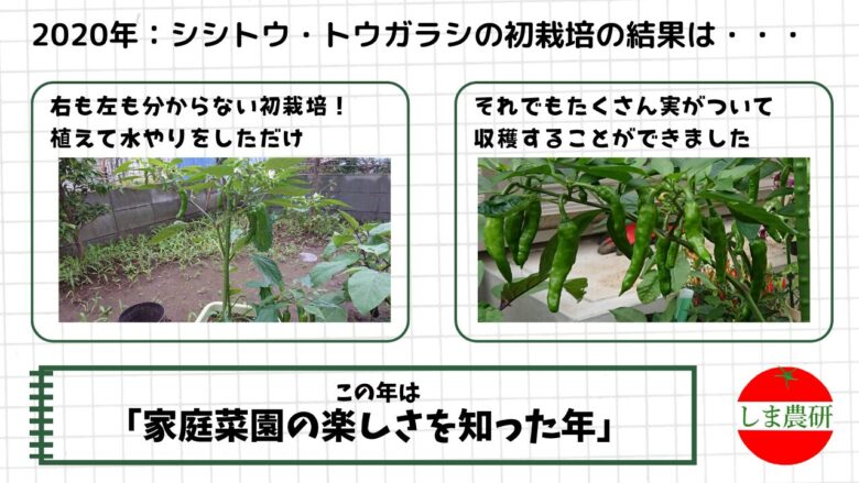 2020年のシシトウ・トウガラシ初栽培の様子と、収穫を通して家庭菜園の楽しさを感じた観察記録の画像