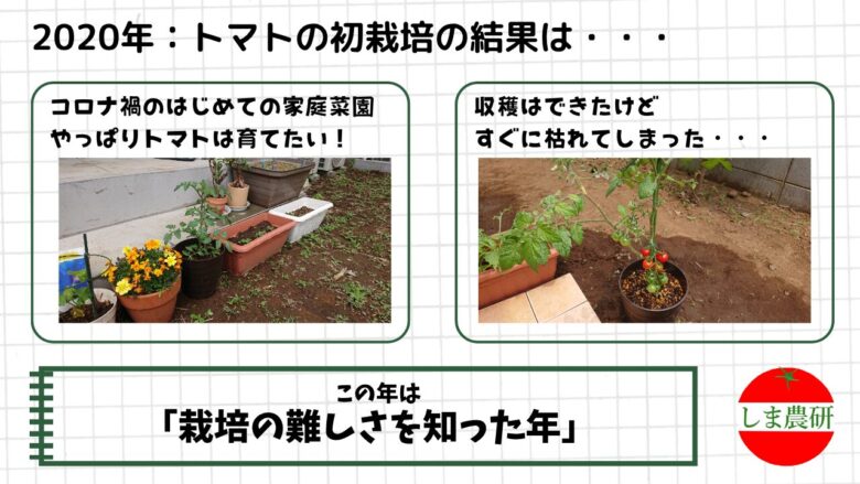 家庭菜園ではじめて育てたミニトマトの栽培記録と収穫の様子