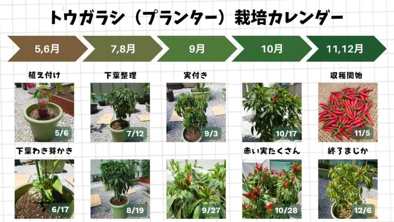 プランターで育てたトウガラシの植え付けから冬前までの生長や赤い実の収穫をまとめた栽培カレンダー画像