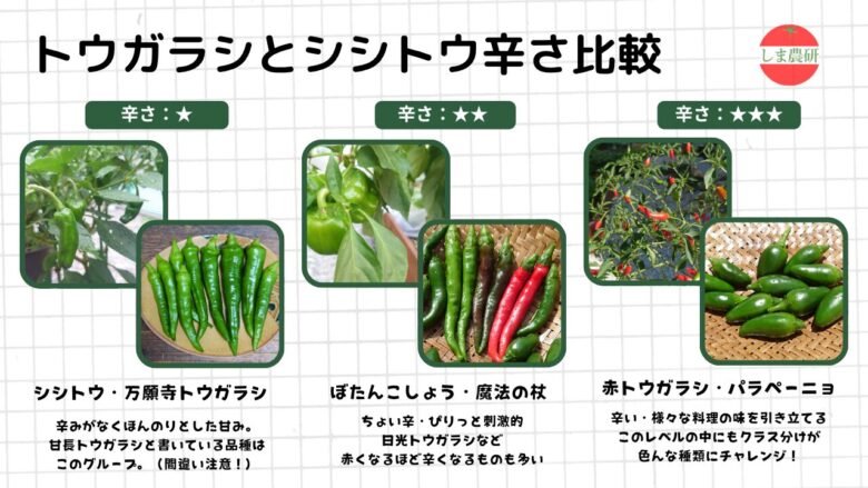 シシトウ系から赤トウガラシ系まで、辛味の違いを星評価と実物写真で比較した観察記録画像