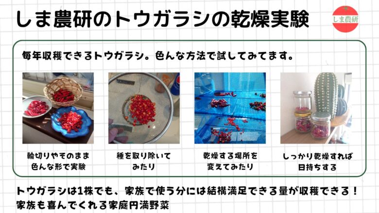収穫したトウガラシを輪切りや種抜きなど色々な方法で乾燥・保存している観察記録画像
