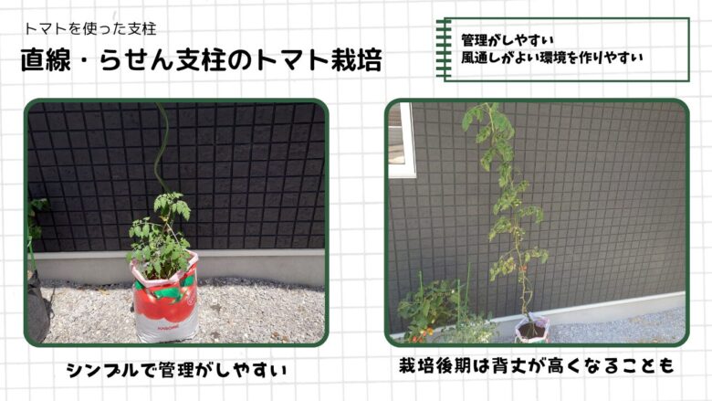 直線支柱・らせん型支柱を使ったミニトマト栽培の図解。左はらせん型支柱を使ってコンパクトに育てている初期の様子、右は直線支柱で背丈が高く成長した栽培後期の様子。シンプルで管理しやすく、風通しのよい環境を作りやすい支柱として紹介している。