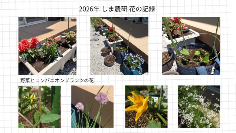 2026年春夏のプランター栽培記録。プランター栽培を中心に野菜の花の写真を並べている