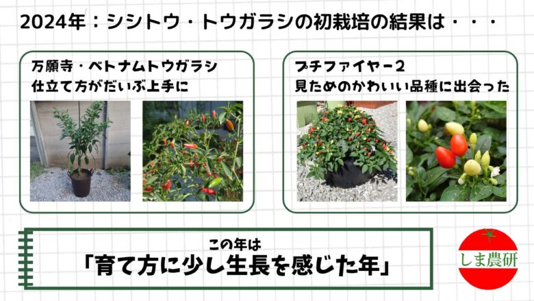 2024年の万願寺トウガラシやプチファイヤー2栽培で、仕立て方や株姿の違いを観察した記録画像