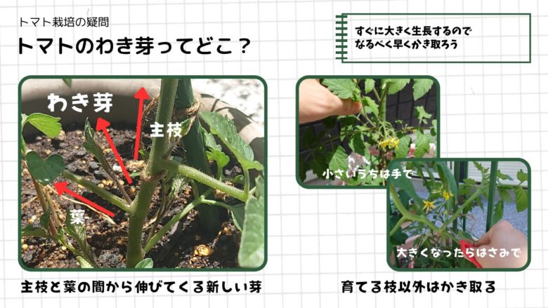 ミニトマトのわき芽の位置とわき芽かき方法を解説した図解。左は主枝と葉の間から伸びるわき芽の位置を矢印付きで説明し、右は小さいわき芽を手で取り、大きくなったわき芽をハサミで剪定している様子。育てる枝以外のわき芽を整理する管理方法を紹介している。