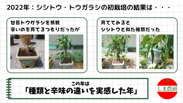 2022年の甘長トウガラシ栽培で、シシトウとの違いや辛味の特徴を観察した記録画像