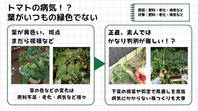 黄色や茶色に変色したトマトの葉の様子と、病気・老化・肥料不足など原因の見極めや風通し改善をまとめた観察図解