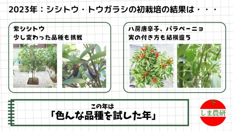 2023年の紫シシトウや八房唐辛子、パラペーニョ栽培で品種ごとの実付きや色の違いを観察した記録画像
