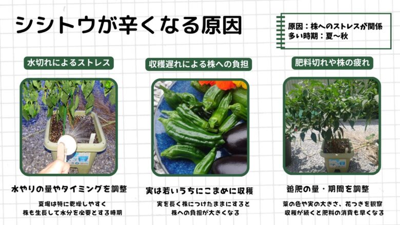 シシトウが辛くなる原因として、水切れによるストレス・収穫遅れによる株への負担・肥料切れや株の疲れの3つを写真付きでまとめた図解