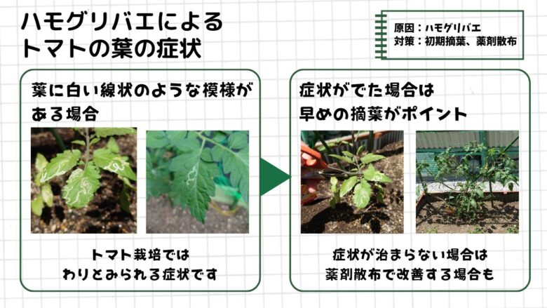 トマトの葉に白い線状の模様が出たハモグリバエ被害の様子と、摘葉による対策をまとめた観察図解