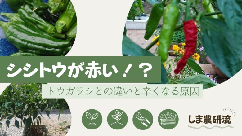 緑のシシトウ、赤くなったシシトウ、株全体の写真を使い、シシトウが赤くなる理由やトウガラシとの違い、辛くなる原因を紹介する記事のアイキャッチ画像