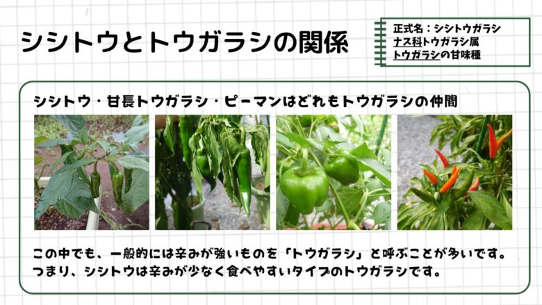 シシトウ・甘長トウガラシ・ピーマン・辛いトウガラシの写真を並べ、シシトウが辛みの少ないトウガラシの仲間であることを説明した図解