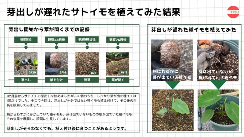 芽出しが遅れたサトイモを植え付けた後の生長を、時系列と比較でまとめた観察図解