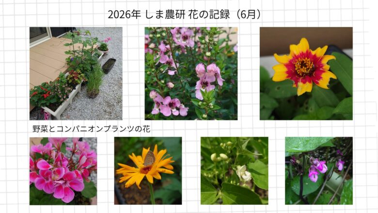 2026年春夏のプランター栽培記録。プランター栽培を中心に野菜の花の写真を並べている