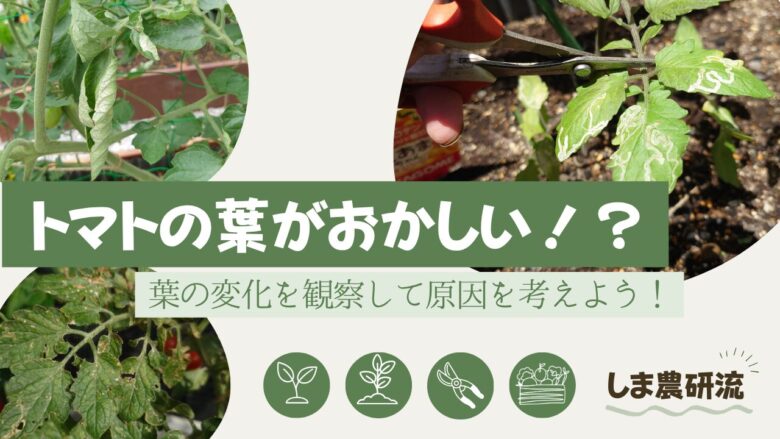 葉が丸まる・白い線状模様・斑点が出たトマトの葉の変化を観察しながら、原因や対処を考える家庭菜園向けアイキャッチ画像