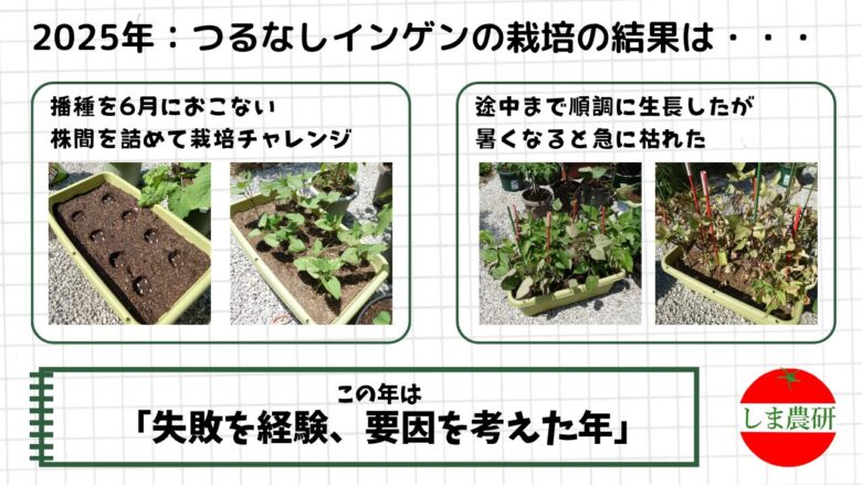 2025年につるなしインゲンを6月播種・密植気味で育てた栽培記録画像。初期は順調に生育したものの、高温期以降に株が弱り収穫が伸びなかった様子をまとめている。