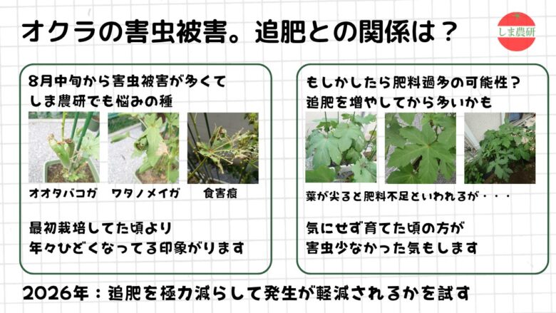 オクラに発生したオオタバコガやワタノメイガによる食害と、追肥量との関係を観察した記録画像