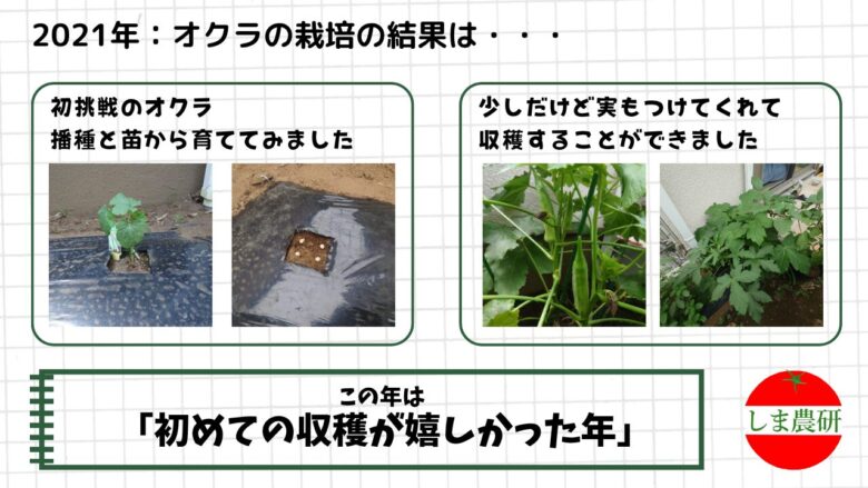 2021年のオクラ初栽培で、種まきと苗植えの両方を試しながら収穫まで育てた観察記録画像