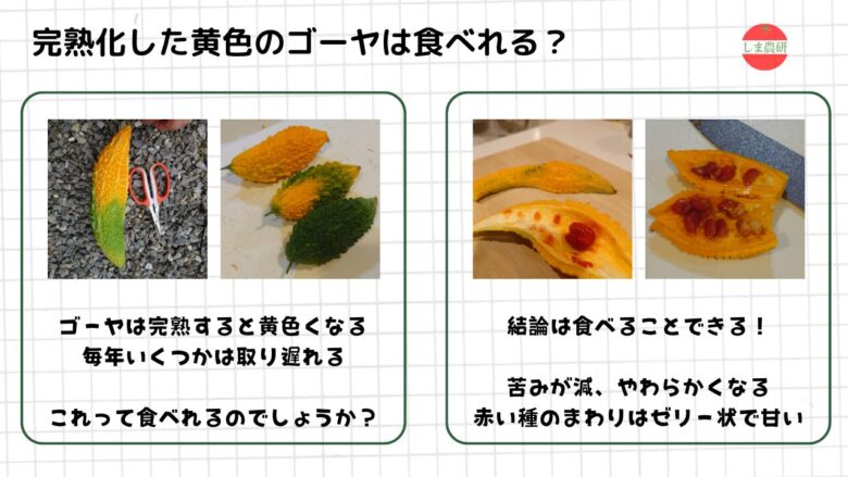 完熟して黄色くなったゴーヤを切り、赤い種や果肉の変化を観察した図解