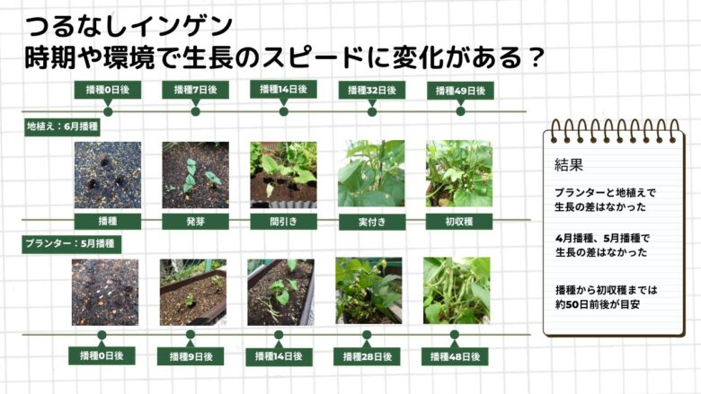 地植えとプランターで育てたつるなしインゲンの生長スピードを比較した図解。播種から発芽、間引き、実付き、初収穫までの日数を並べ、どちらも播種から約50日で収穫を開始した様子をまとめた比較画像。 🌱