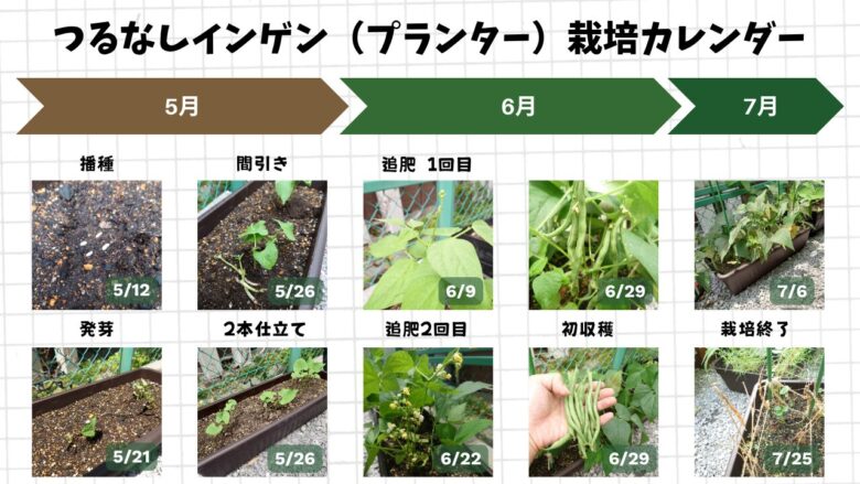 5月の播種から発芽、間引き、開花、追肥、収穫、栽培終了までの流れをまとめた、つるなしインゲンプランター栽培の成長カレンダー画像