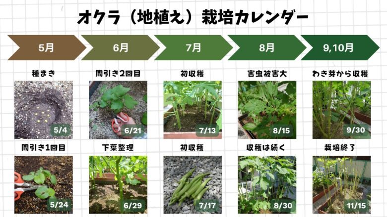 地植えで育てたオクラの種まきから収穫終了までの生長や害虫被害、わき芽収穫をまとめた栽培カレンダー画像