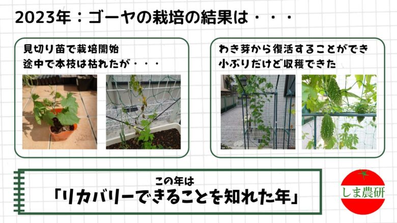 2023年に見切り苗から育てたゴーヤがわき芽から復活し実をつけた様子