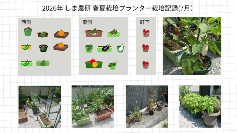 2026年7月のしま農研春夏栽培プランター記録として、配置図と生長し始めた春夏野菜の菜園写真をまとめた画像