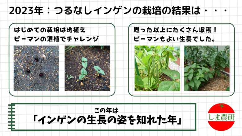 2023年に地植えでピーマンと混植しながら育てたつるなしインゲンの発芽から収穫までの様子をまとめた観察記録画像