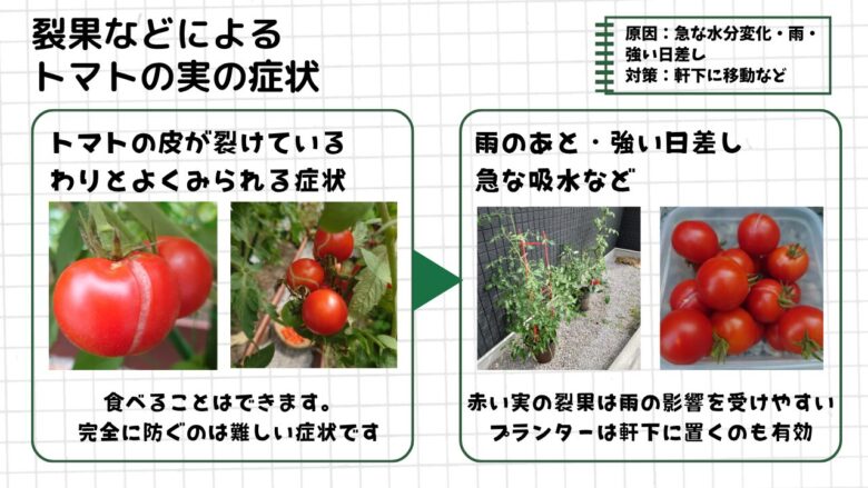 裂果によってトマトの皮が裂けた症状と、雨や急な水分変化を避けるためにプランターを軒下へ移動する対策をまとめた図解