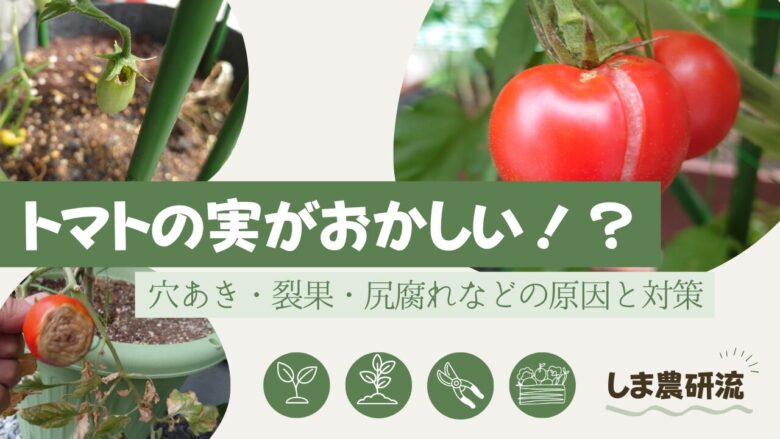 トマトの実に穴あき・裂果・尻腐れなどの症状が出た写真を使い、原因と対策を紹介する家庭菜園向け記事のアイキャッチ画像