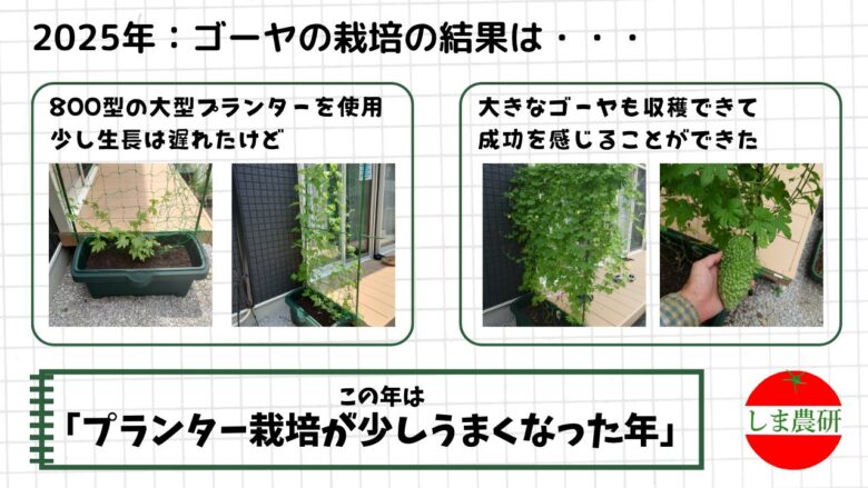 2025年に大型プランターで育てたゴーヤが葉を広げ実をつけた様子
