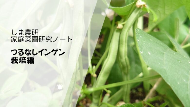 つるなしインゲンの莢が実る様子を使った「しま農研 家庭菜園研究ノート つるなしインゲン栽培編」のアイキャッチ画像