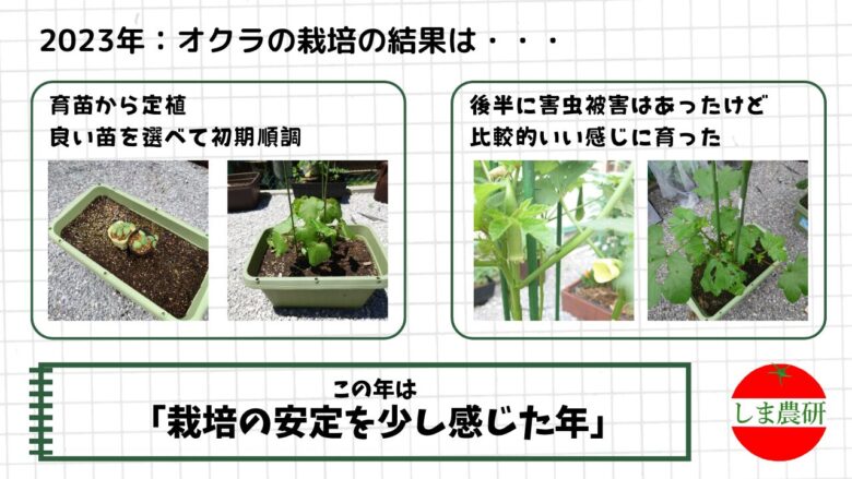 2023年に育苗したオクラを定植し、開花や着果、害虫被害まで観察した栽培記録画像