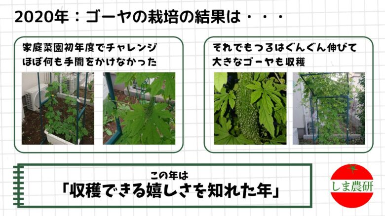 2020年に初めて育てたゴーヤがつるを伸ばし実をつけた様子