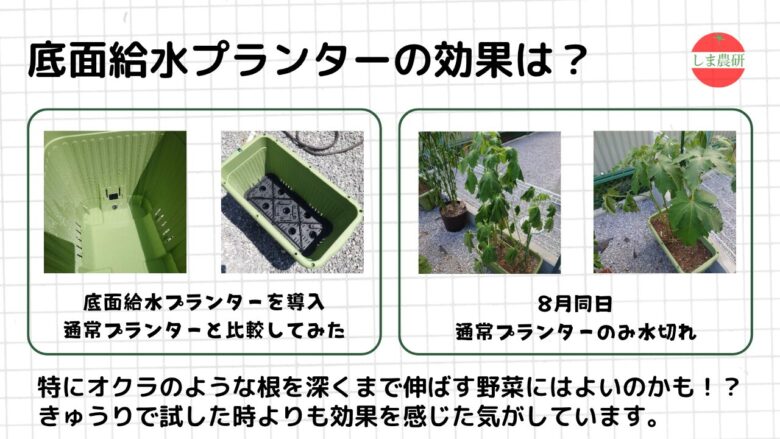 底面給水プランターと通常プランターで育てたオクラの生育や水切れの違いを比較観察した実験記録画像
