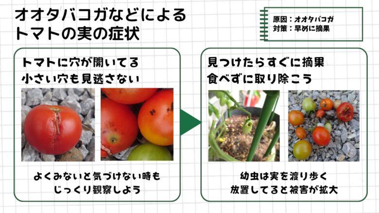 トマトのオオタバコガによる被害