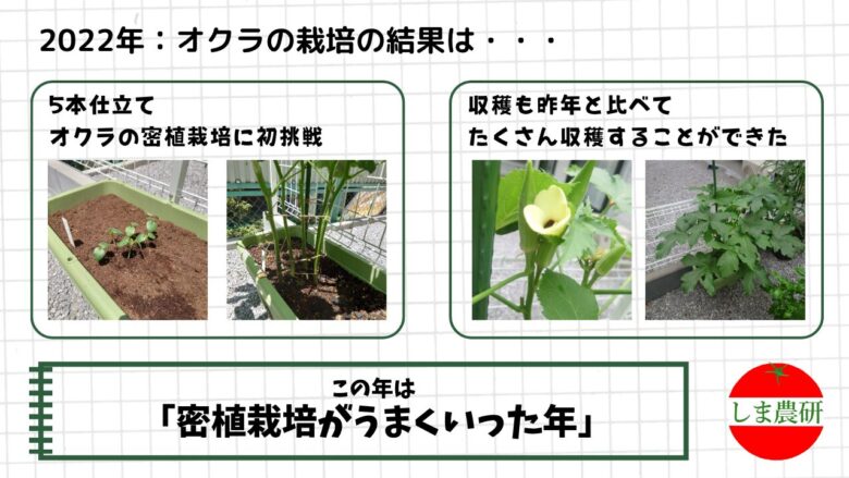 2022年に5本仕立ての密植栽培へ挑戦し、オクラの花や収穫量の変化を観察した記録画像