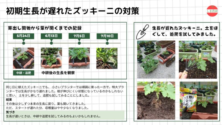 同じ日に植えたズッキーニの生長差を比較し、生長が遅れた株に土をほぐして追肥した結果、葉が開いて回復した様子と気づきをまとめた図。