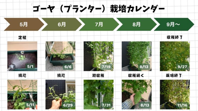 プランターで育てたゴーヤの定植から摘心、初収穫、収穫終了までの成長記録