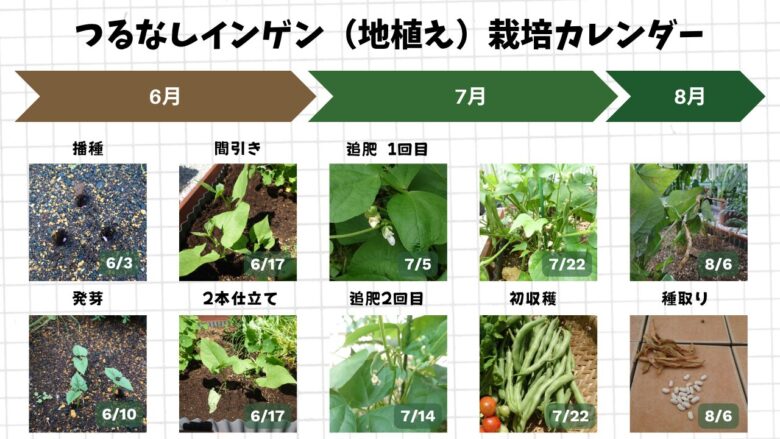 6月の播種から発芽、間引き、開花、追肥、収穫、種取りまでの流れをまとめた、つるなしインゲン地植え栽培の成長カレンダー画像