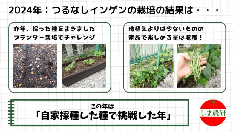 2024年につるなしインゲンを自家採種した種からプランターで育てた様子をまとめた観察記録画像。発芽から収穫までの生長過程を振り返っている。