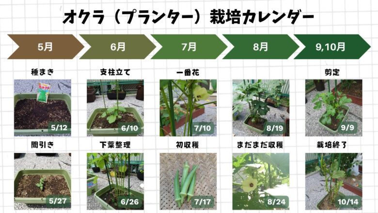 オクラをプランターで育てた種まきから収穫終了までの生長や開花の様子をまとめた栽培カレンダー画像