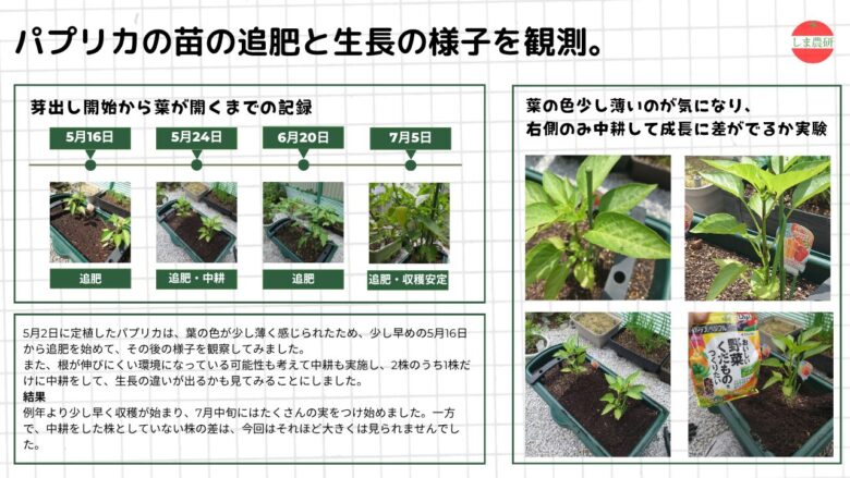 葉の色が薄かったパプリカに追肥を行い、片側だけ中耕して生長差を観察しながら、収穫が安定するまでの経過と結果をまとめた図。