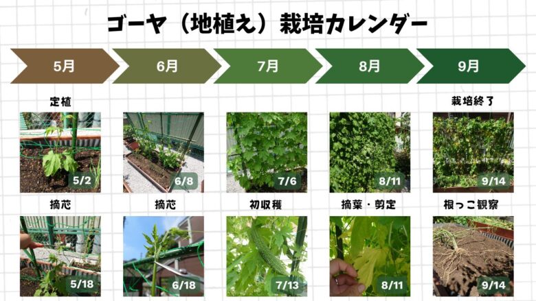 地植えゴーヤの定植から摘芯、初収穫、栽培終了までの成長記録